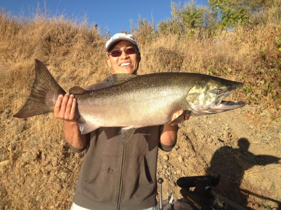 Giant Salmon in Sacramento