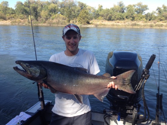 Whopper of a Salmon