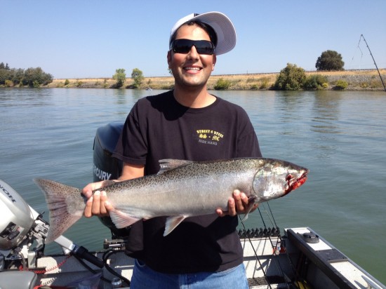 Silver Salmon
