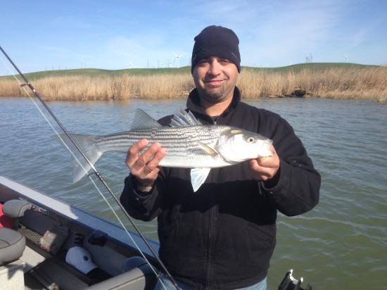 Striper fishing in Sacramenot