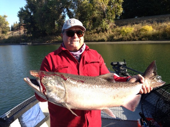 Kiing Salmon in Sacramento