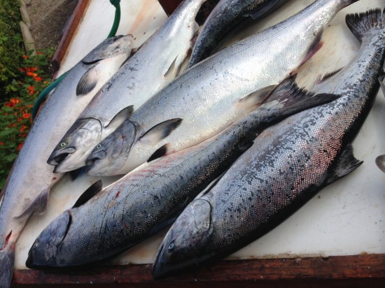 Salmon Sacramento July1