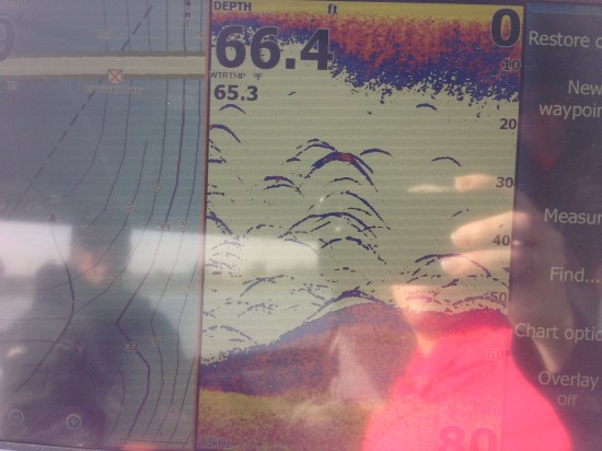 Stripers on Fish Finder