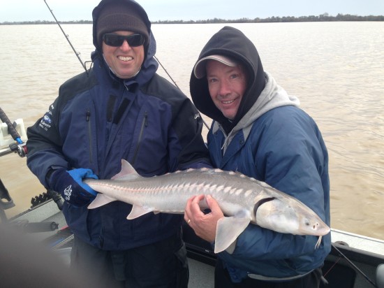 sturgeon fishing sacramento delta2