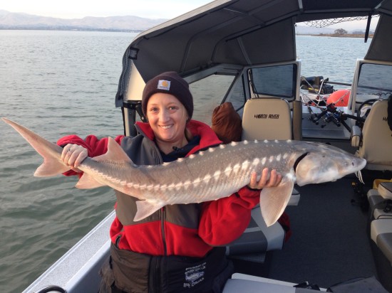 sturgeon sacramento