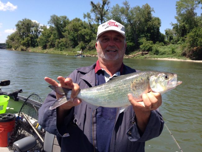 Fishing Guide Shad
