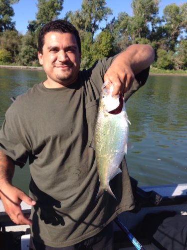 Shad Fishing Sacramento ca