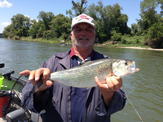 Shad Fishing Report