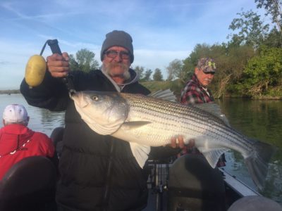 Striped Bass Sacramento