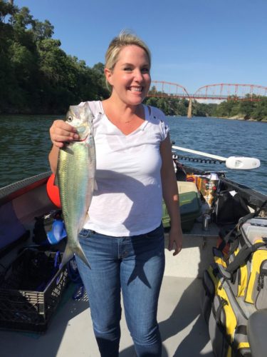 Sacramento Shad