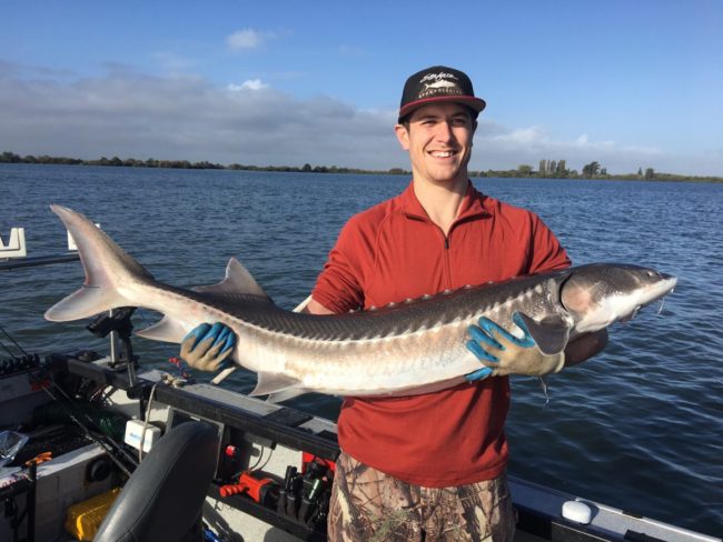 sturgeon Fishing california
