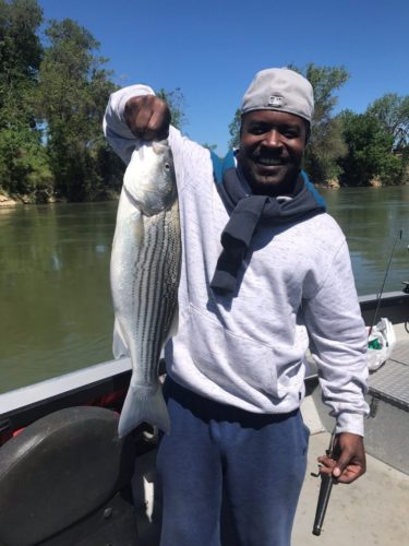 Striper Catch Sacramento