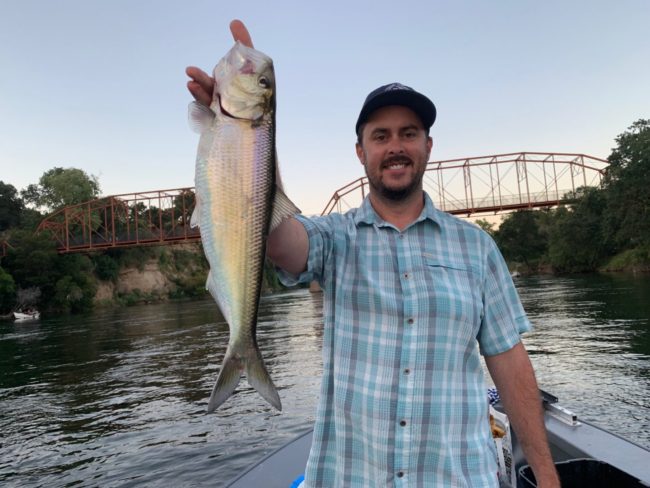 Shad Fishing Sacramento